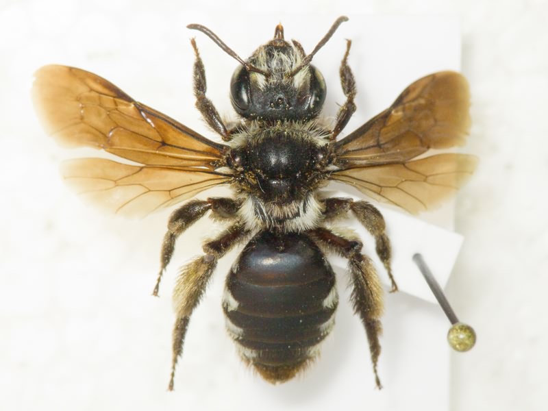 Hymenoptera